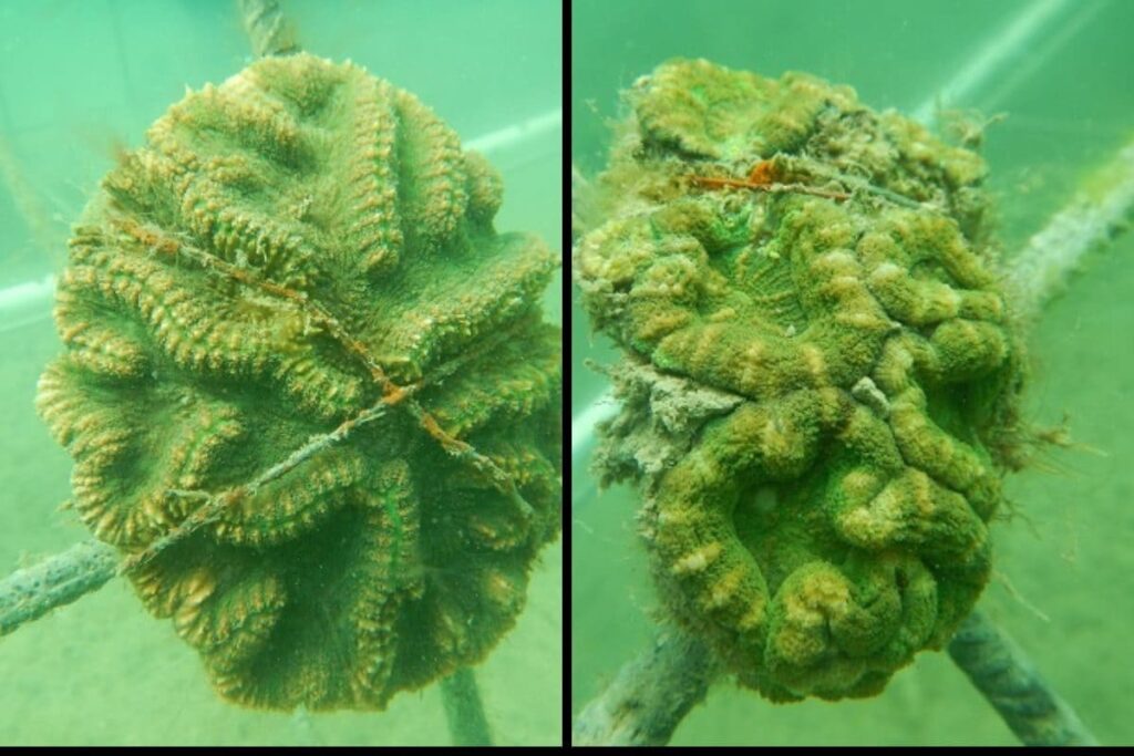 Coral Reefs in Gulf of Kutch Restored: How Biorock Tech Brought Back the ‘Shape of Water’ | First Such Step