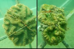 Coral Reefs in Gulf of Kutch Restored: How Biorock Tech Brought Back the ‘Shape of Water’ | First Such Step