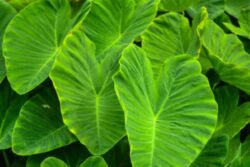 How Taro Leaves Control Cholesterol And Replenish The Body