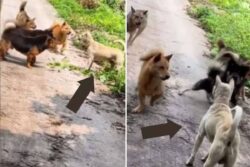 Watch: Lone Dog Fends Off An Attack By A Pack Of 5