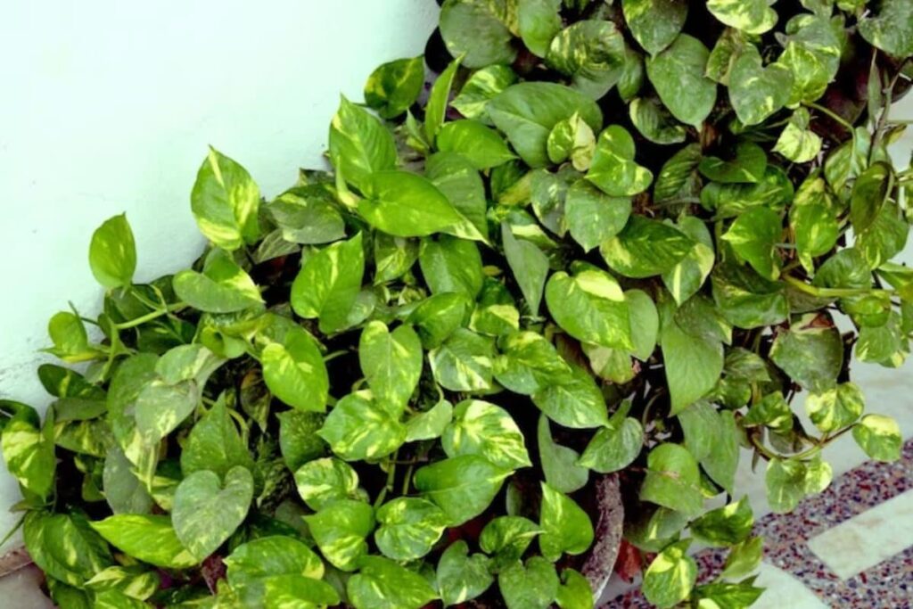 Don't Let Your Money Plant Wither Away, Here Are Some Rescue Tips