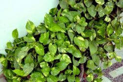 Don't Let Your Money Plant Wither Away, Here Are Some Rescue Tips