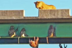 Baboons' Clever Antics Keep Lions On Their Toes, Watch