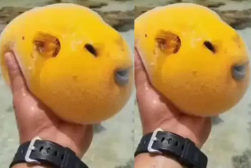 Watch: The Guineafowl Puffer, A Fish You Might Mistake For A Mango