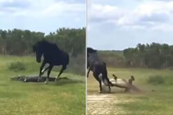 Wild Horse Attacks Crocodile At Florida Park, Guess Who Won?