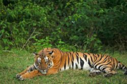 International Tiger Day 2023: The Battle to Save Tigers Still Continues