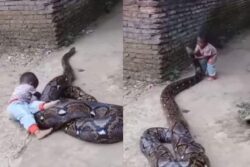 Watch: Kid Plays With Python, Holds Its Mouth And Sets It Free
