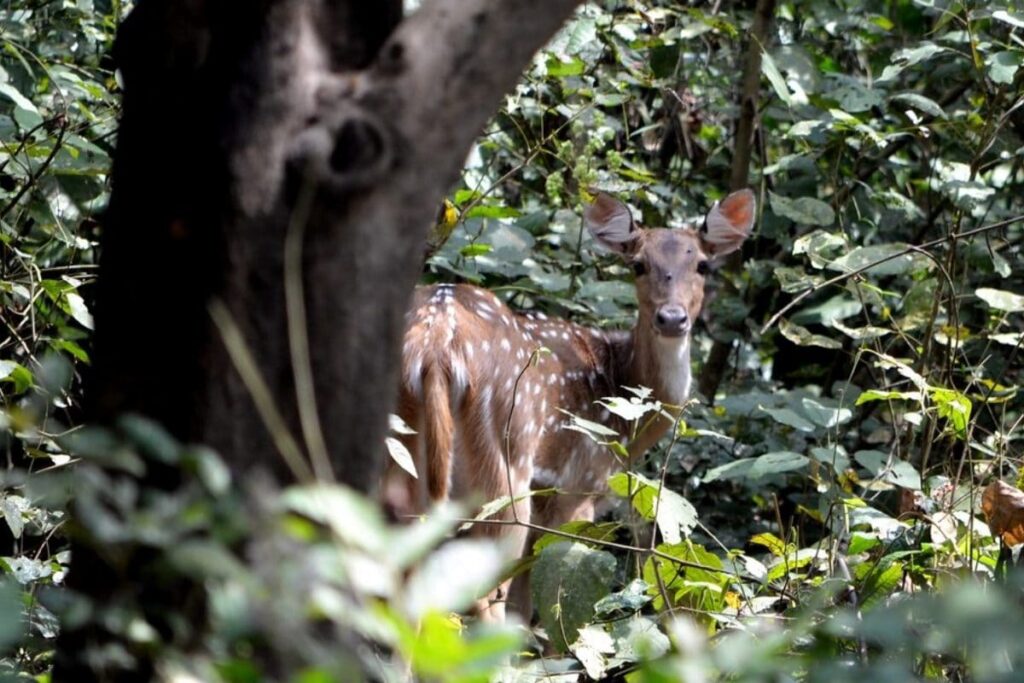 Bihar's Kashmir: Valmiki Tiger Reserve Offers Chilly Morning During Scorching Heat of May & June