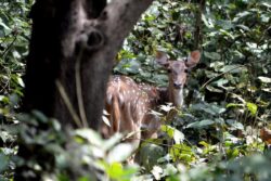 Bihar's Kashmir: Valmiki Tiger Reserve Offers Chilly Morning During Scorching Heat of May & June