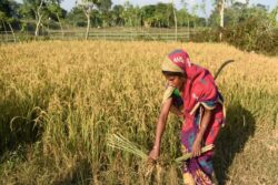 Opinion | Women Farmers And Technology: Key to Driving Agri Revolution in India