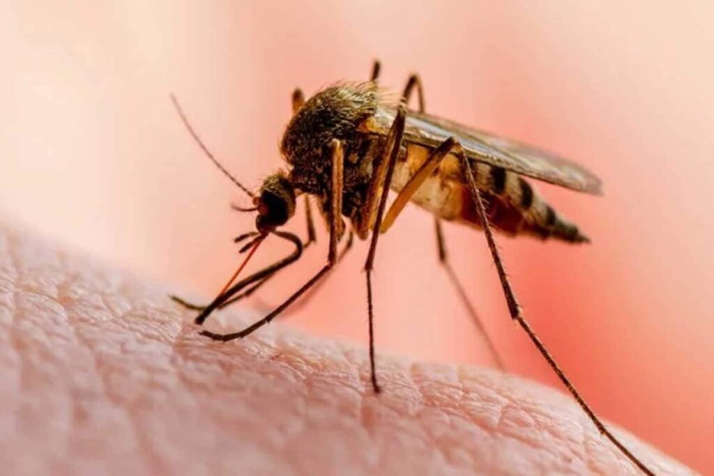 US Reports First Locally Acquired Malaria Cases in the Country in 20 Years