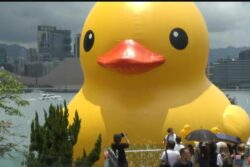A Decade on, Giant Duck Brings a Friend Home to Roost in Hong Kong