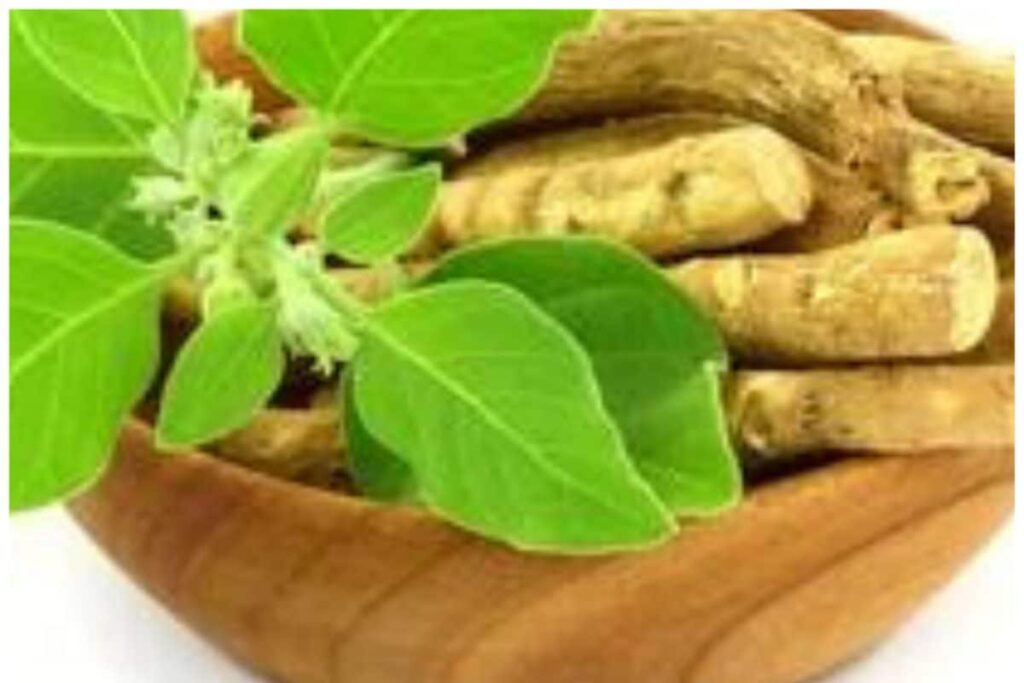 Ancient Wisdom For Modern Healing: Ayurvedic Solutions For Speedy Recovery Of Injuries And Wounds