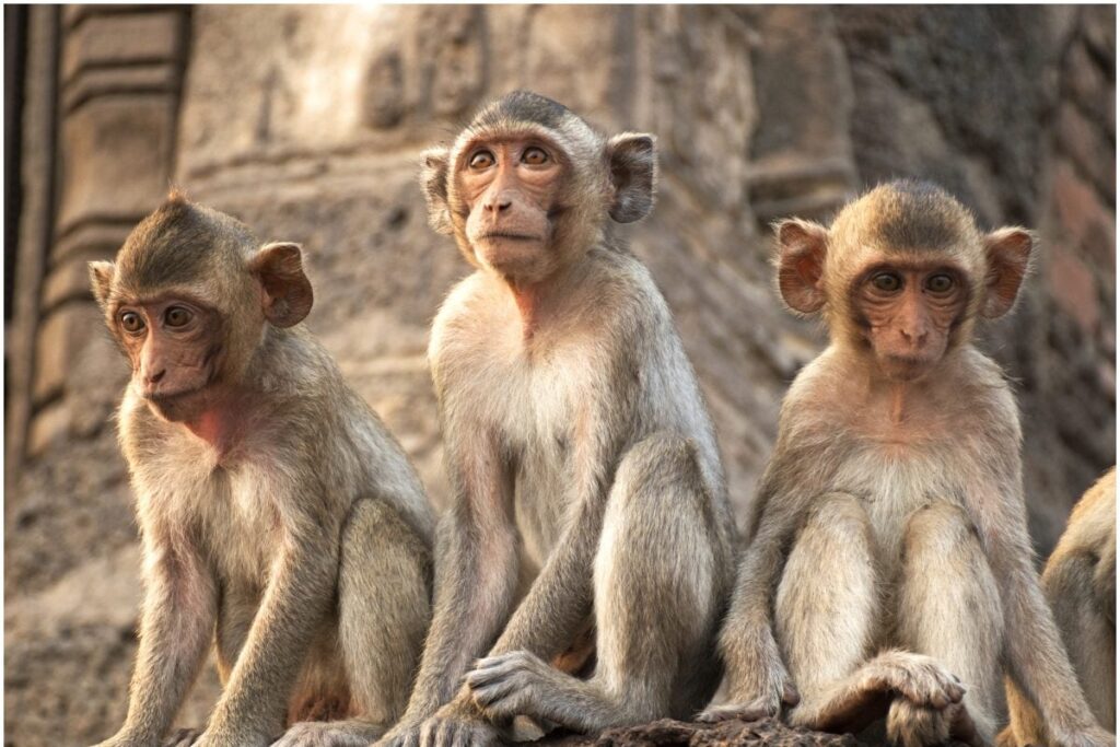 UP: Monkey Steals Rs 1.5 Lakh From Bike in Shahabad | WATCH