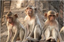 UP: Monkey Steals Rs 1.5 Lakh From Bike in Shahabad | WATCH