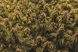 155 Kg of Cannabis Seized in Drug Bust by Excise Dept in Thiruvananthapuram; 4 Arrested