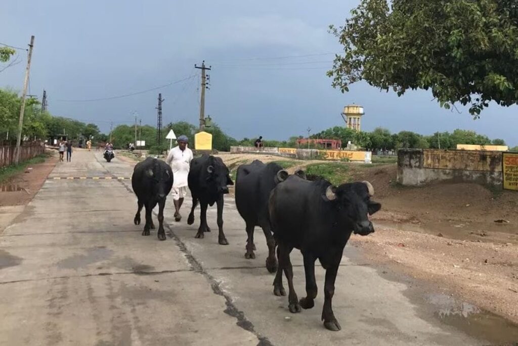 Madhya Pradesh Village's New Rule: 5 Slaps With Slippers, Rs 500 Fine If Cattle Found Roaming | Video