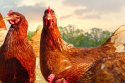 Proof Humans Reshaped the World? Chickens