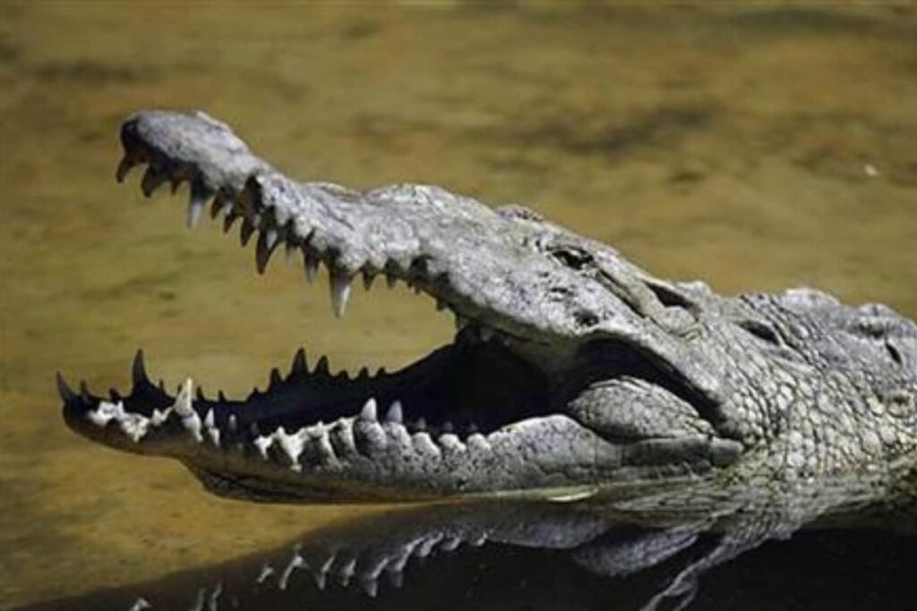 Crocodile Spotted on Road in Kota, Video Goes Viral