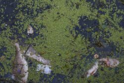 Death of a River: Fish Gone, Farmers Gone, and it is the Turn of Residents Now