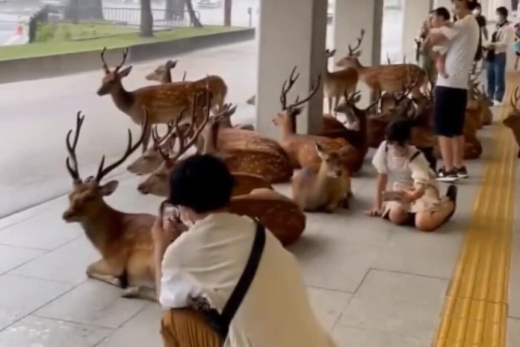 Deer And Human Share Shelter On A Rainy Day In Japan Is A Visual Treat