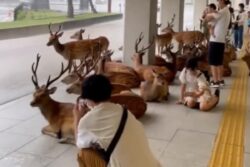 Deer And Human Share Shelter On A Rainy Day In Japan Is A Visual Treat