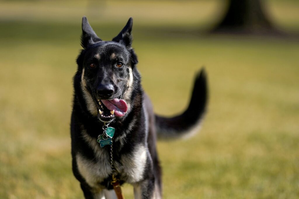 Scent Dogs Shown to Sniff Covid With Better Sensitivity Than Covid Tests