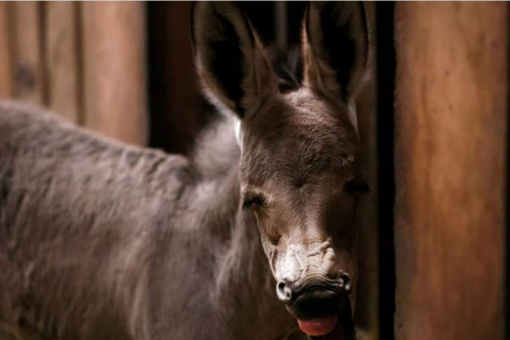 Chile Zoo Celebrates Birth of Critically Endangered Somali Wild Ass