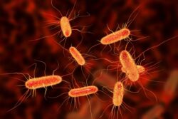 E. coli Outbreak in California’s Burney: How Serious Is the Situation in This Small US Town?