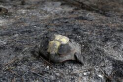 How Are Animals Adapting to Megafires?