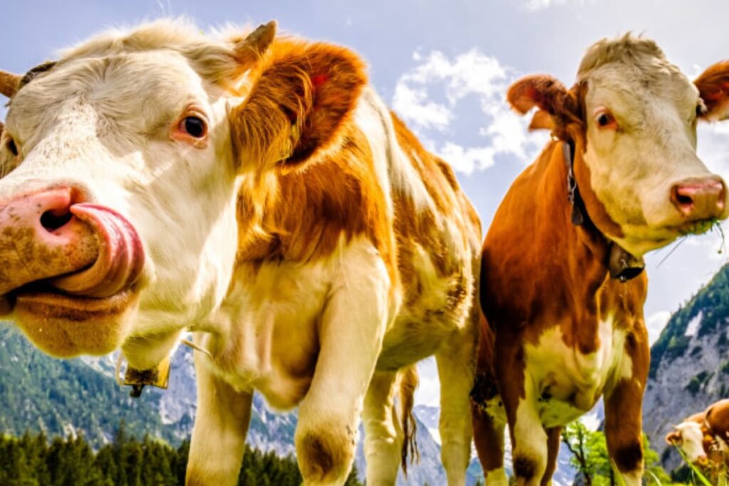 Our Food Production Continues to Erode the Environment