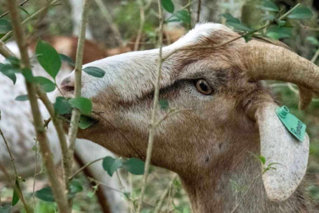 Karma Hits Back? Chhattisgarh Man Chokes on Eye of Goat He Sacrificed in Ritual
