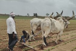 Monsoon Blessings Boost Agriculture: Kharif Sowing Ramps Up Across Gujarat