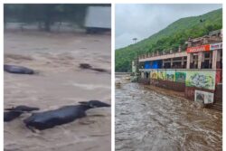 Gujarat Rains: State Battles Heavy Downpour, Junagadh, Navsari Worst Hit; NDRF Conducts Rescue Op