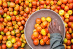 Govt Says Tomato Prices Will Cool Down in Next 15 Days; Normalise in a Month
