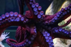 In Singapore, 55-year-old Man Swallows Octopus, And Then ...