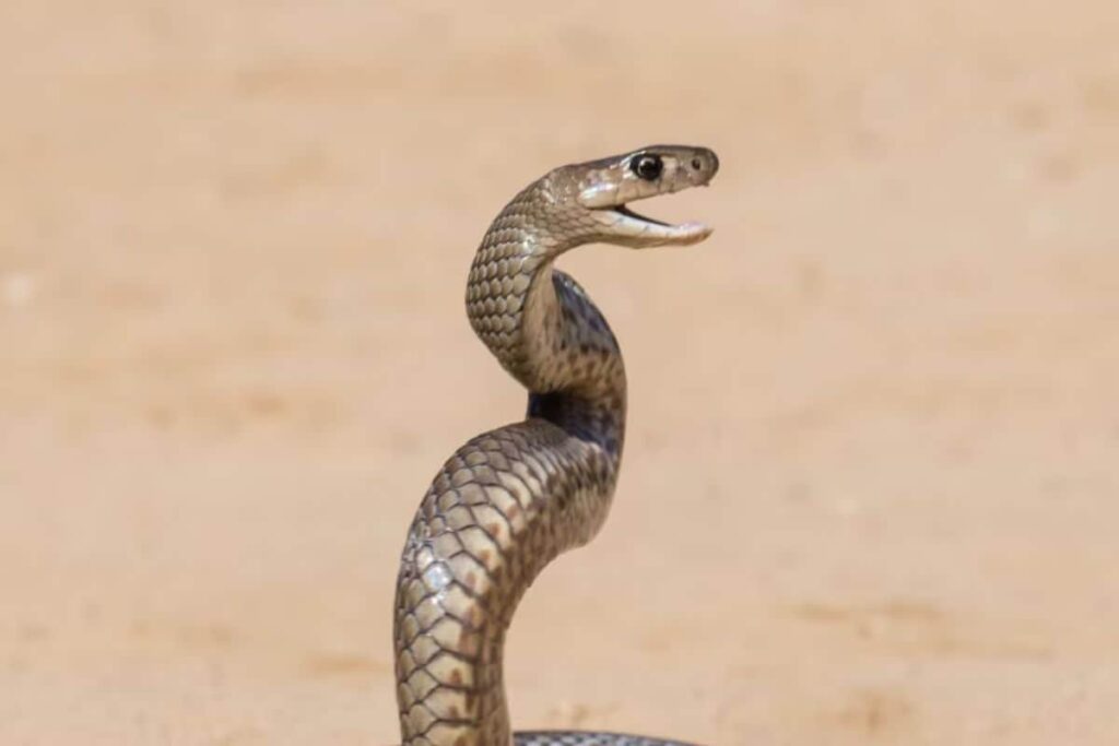 Man 'Releases' Snake in GHMC Ward Office Vexed Over Official Apathy
