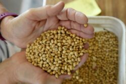 Can This Soy Protein Food Packaging Replace Plastic? Read On