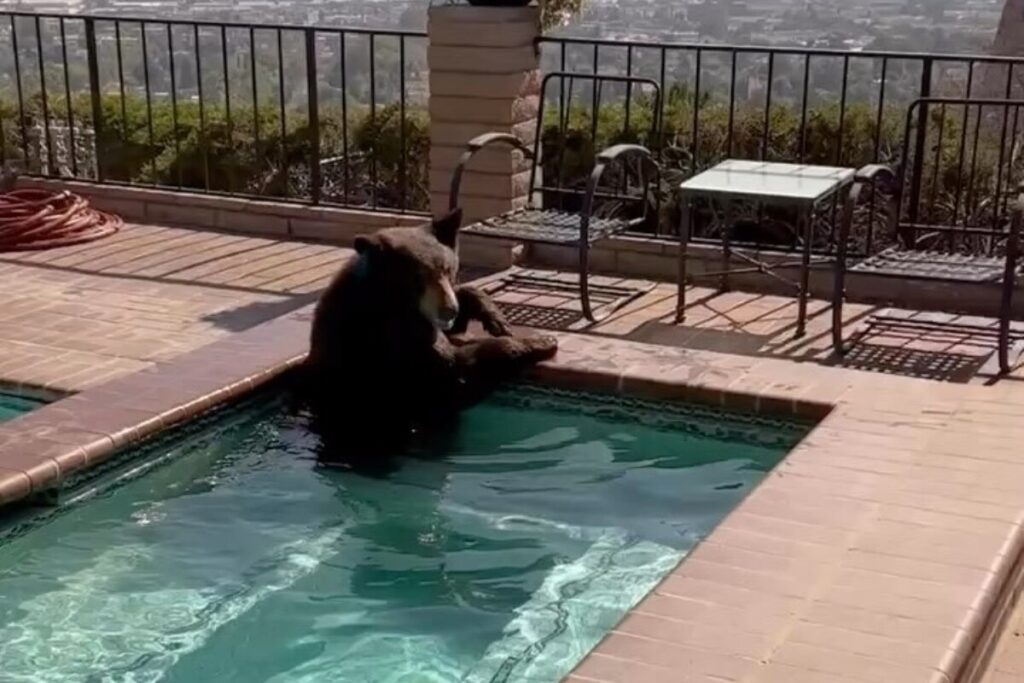 This Video Of Bear Chilling In Pool To Beat Summer Heat Screams Relatable