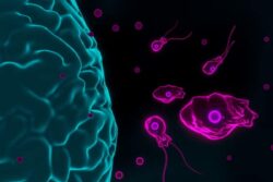 Brain Eating Amoeba Kills Teen in Kerala: Know the Symptoms, Treatment and Prevention