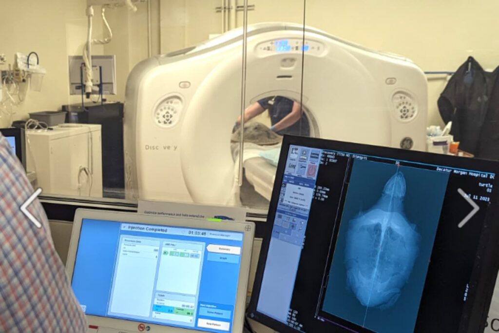 CT Scan, Eyes Covered With Towel: Turtle Becomes US Hospital's First Animal Patient