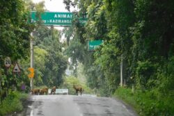 Monsoon Floods Disrupt Kaziranga’s Wildlife Again, Many Animals Escapes Park