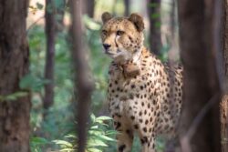 Project Cheetah Faces Challenges After Felines’ Death, 10 Released Will Be Brought Back to MP’s Kuno