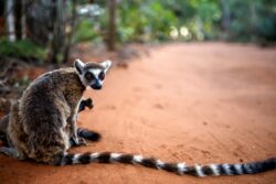 Stricter Rules for Breeding of Exotic Animals and Plants in Tamil Nadu Now, Registration Mandatory