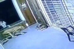 Leopard Tries To Attack Sleeping Dog In A Housing Society, Watch What Happens Next