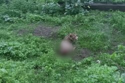 Gujarat: Asiatic Lion Crushed to Death, Another Injured in Goods Train Collision in Amreli District