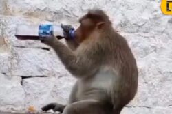 Monkey Drinks Cold Drink Without Leaving a Single Drop in Bottle, Amusing Incident Goes Viral
