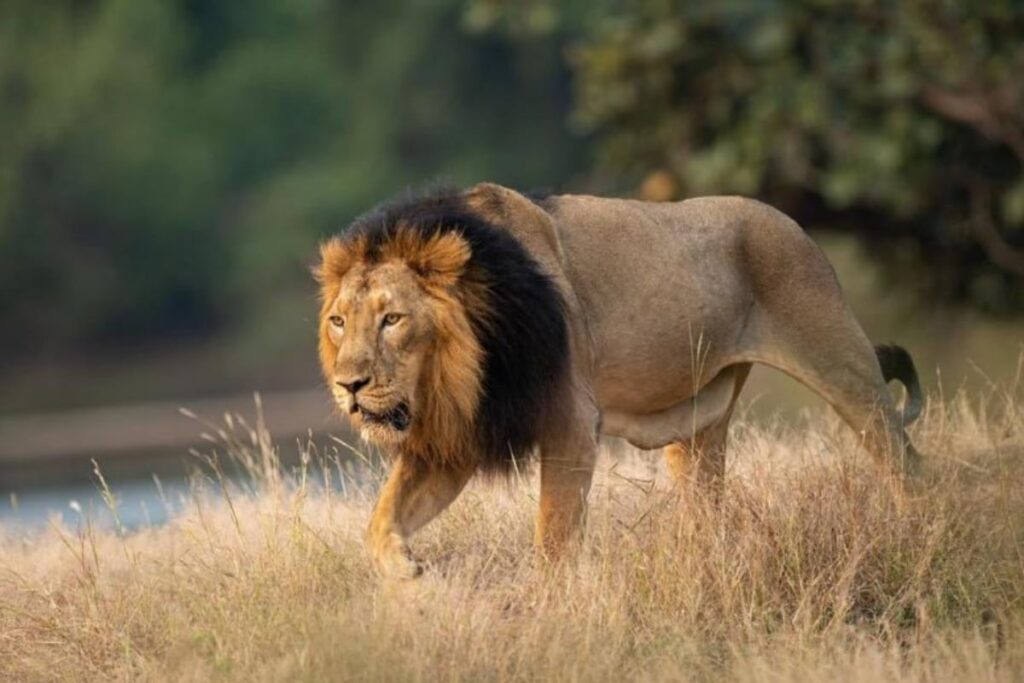 Gujarat: Lion Attacks Boy in Gir Sanctuary Area After Being Disturbed While Mating
