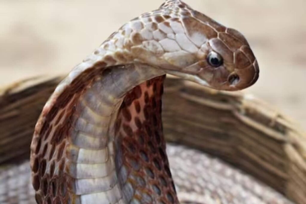 Uttarakhand: Businessman Found Dead in Car With Mark of Snake Bites; Girlfriend Among 5 Booked