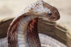 Uttarakhand: Businessman Found Dead in Car With Mark of Snake Bites; Girlfriend Among 5 Booked